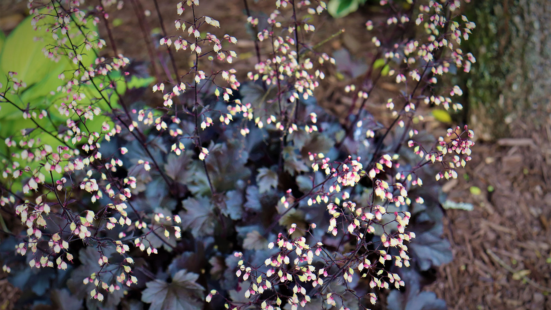 Heuchera plum pudding, coral bells