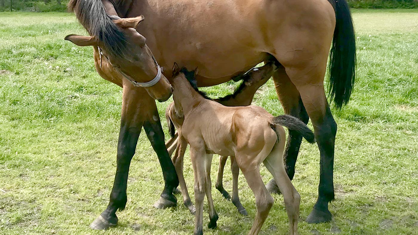 foals.jpg