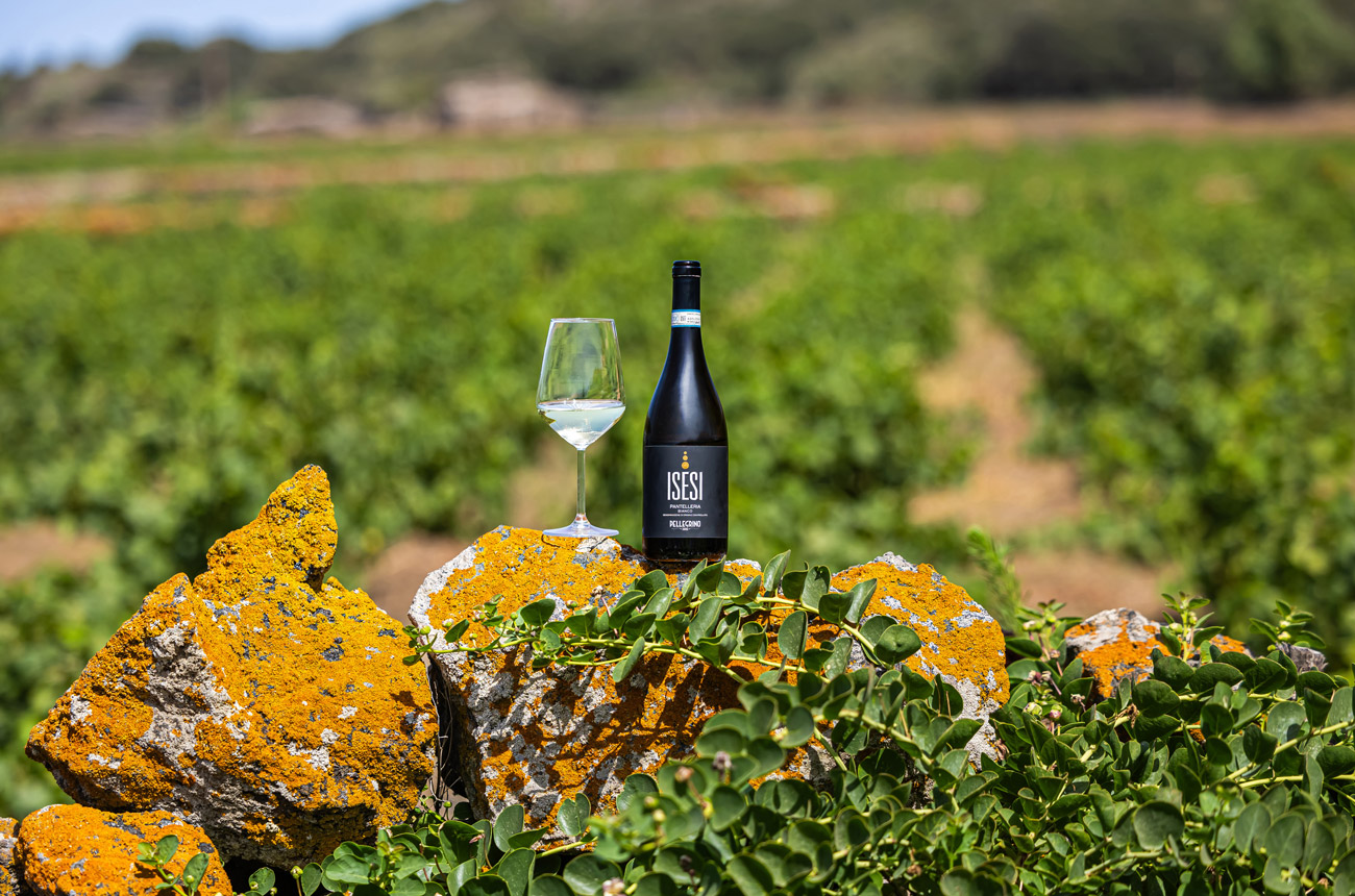 visualya-pellegrino-pantelleria-vigneti-VISU4999.jpg