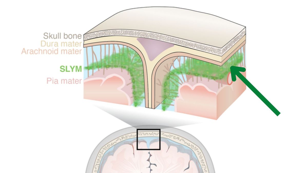 diagram showing a new anatomical structure in the brain called the SLYM which lies between the skull and surface of the brain