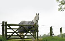 1-horse-left-in-field-alone.jpg