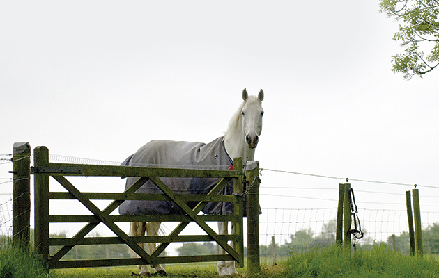 1-horse-left-in-field-alone.jpg