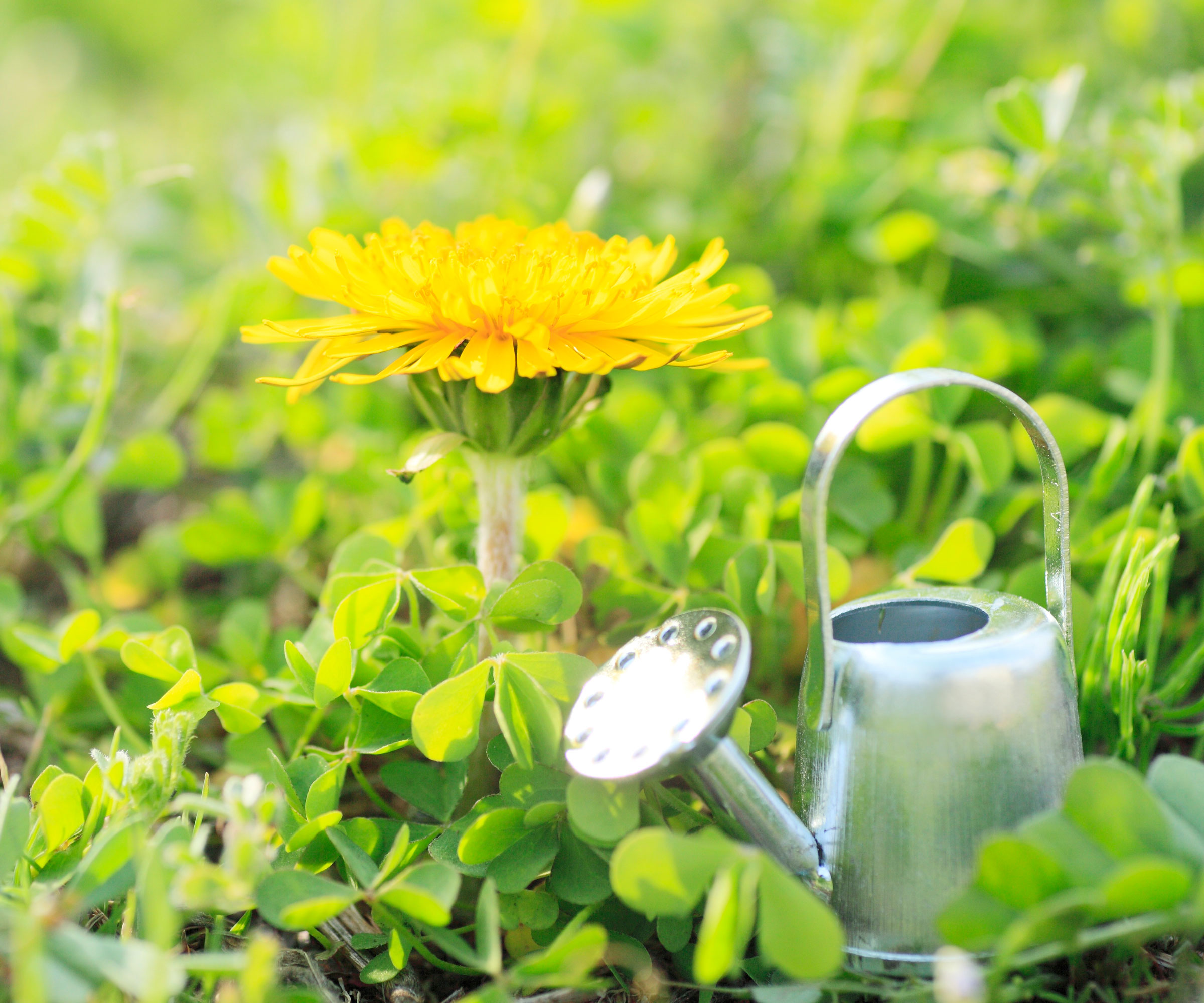 grass lawn with yellow dandelion and miniature silver watering can