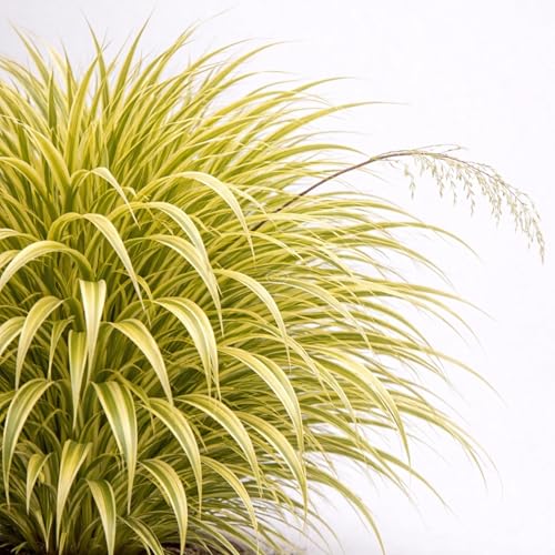 Classy Groundcovers: Japanese Forest/hakone Grass 'aureola', 1-Gallon Pot