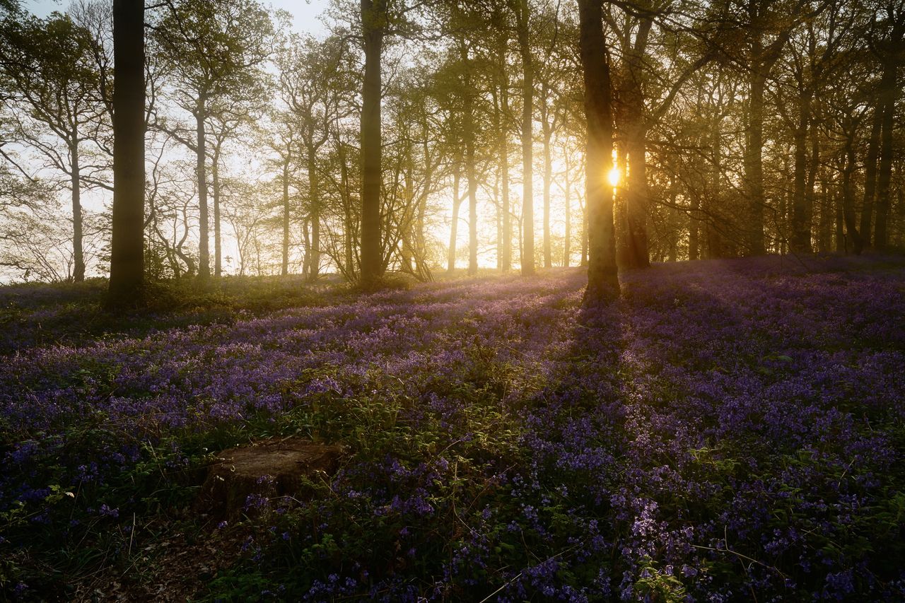 Name a more English scene.