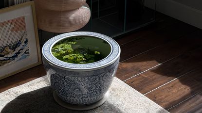 an indoor pond in blue-and-white pot with floorboards and next to lantern and artwork
