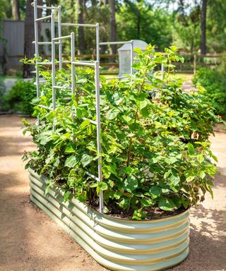 Vego garden bed with trellis wall