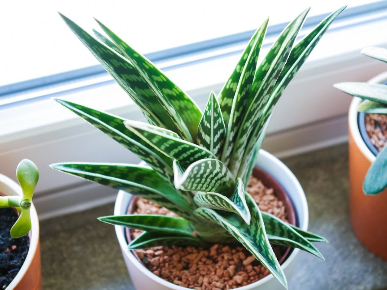 A variegated potted succulent plant