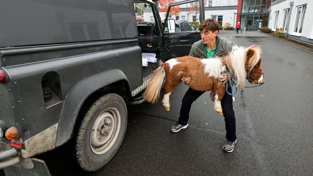 20inch pony left longfaced, must wait to be crowned world’s smallest