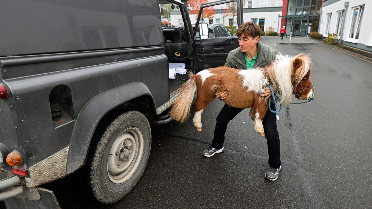 20inch pony left longfaced, must wait to be crowned world’s smallest horse Live Science