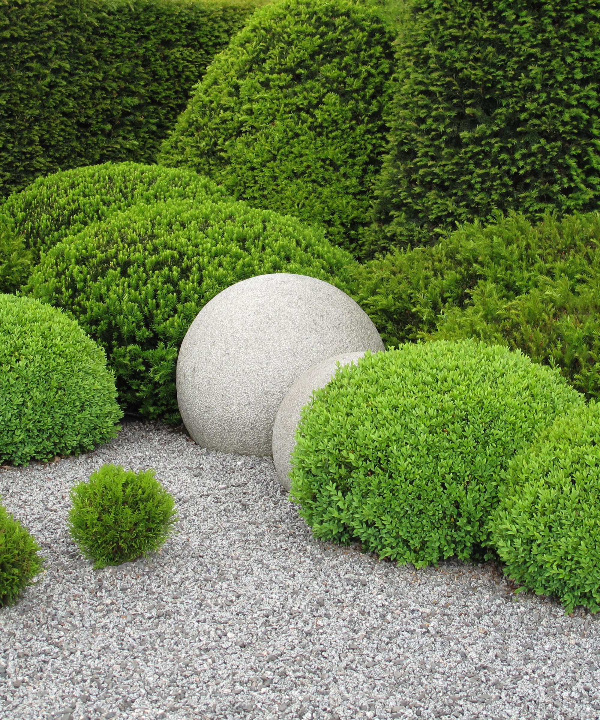 Conifers in a garden