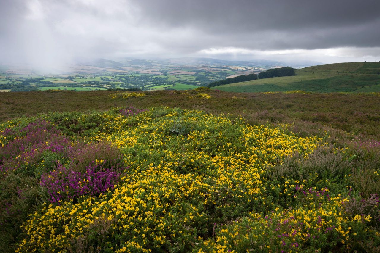 Hurley Beacon in the Quantock Hills with rainfall on the Brendon Hills beyond, Somerset, England