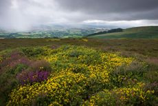 Hurley Beacon in the Quantock Hills with rainfall on the Brendon Hills beyond, Somerset, England