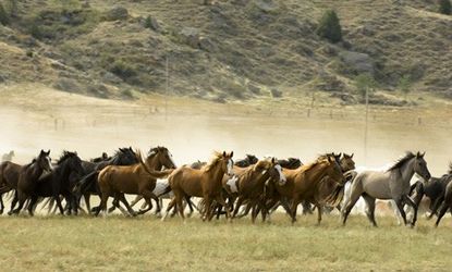 Wild horses in South Dakota: Herds can reportedly double in size every four years and can destroy land and wildlife.