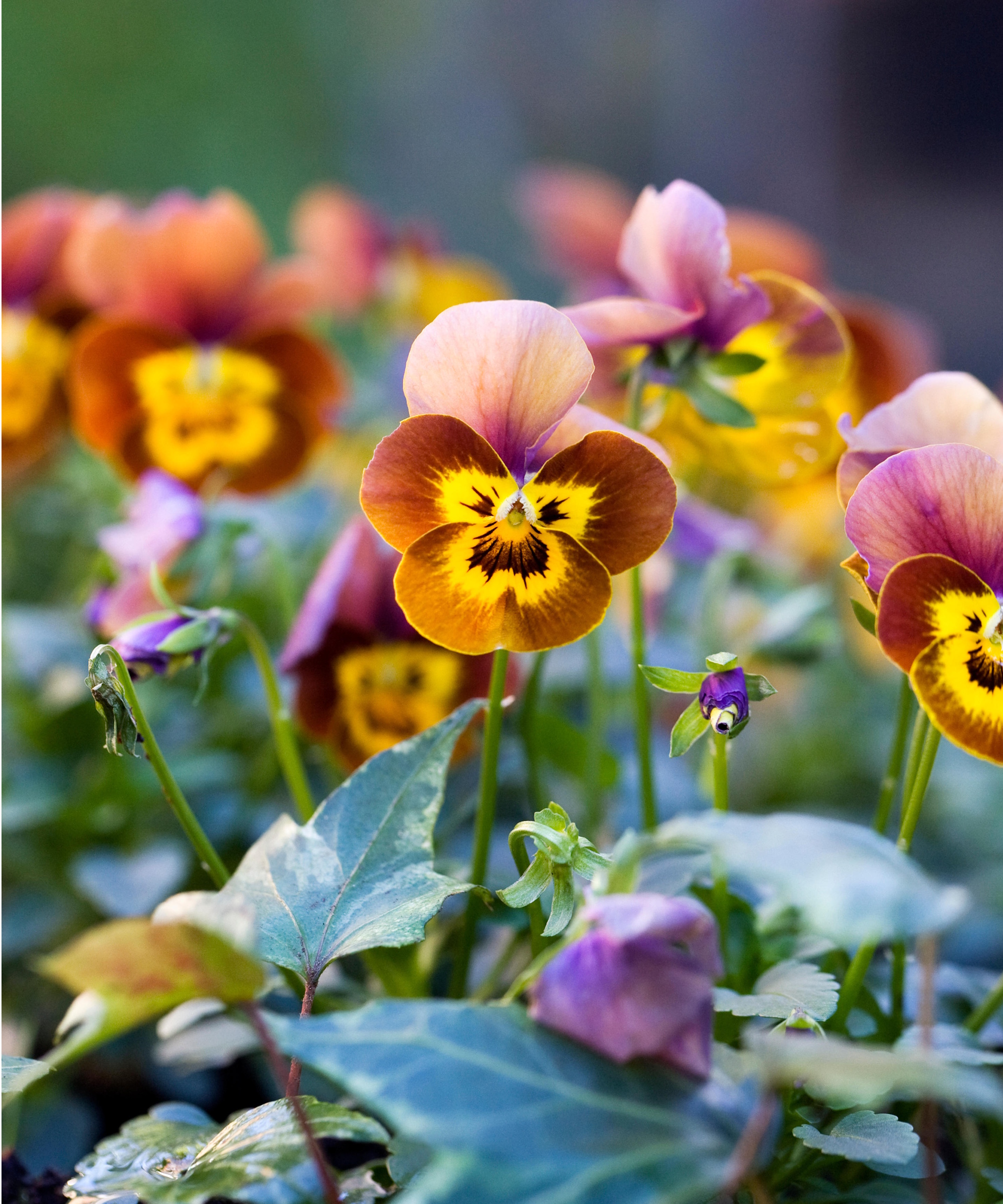 Winter pansies