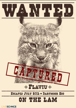 Animal Escapes - Flaviu the Lynx