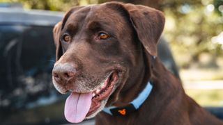 Een hond die de Shazam-band draagt.