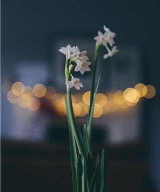 Paperwhites for Christmas