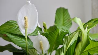 Peace lily plant close up