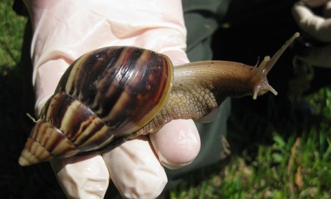 Giant African Land Snail