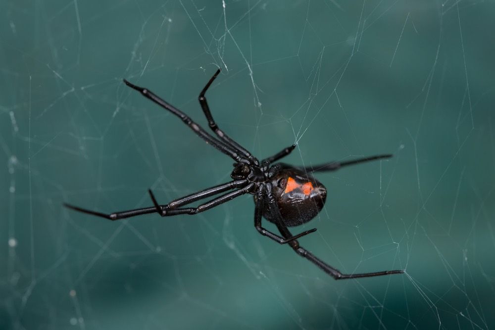 A female Black Widow (Latrodectus hesperus) spider on her sticky web in a dark corner of an Arizona garden.