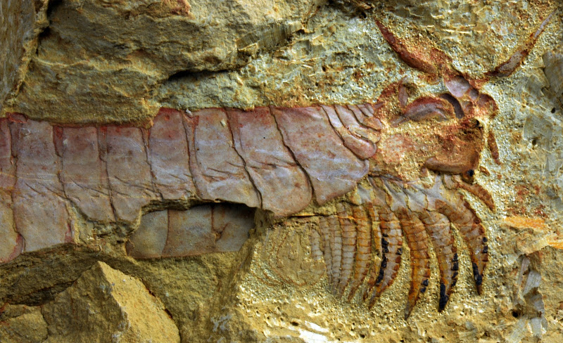 500-Million-Year-Old Sea Creature With Limbs Under Its Head Unearthed |  Live Science