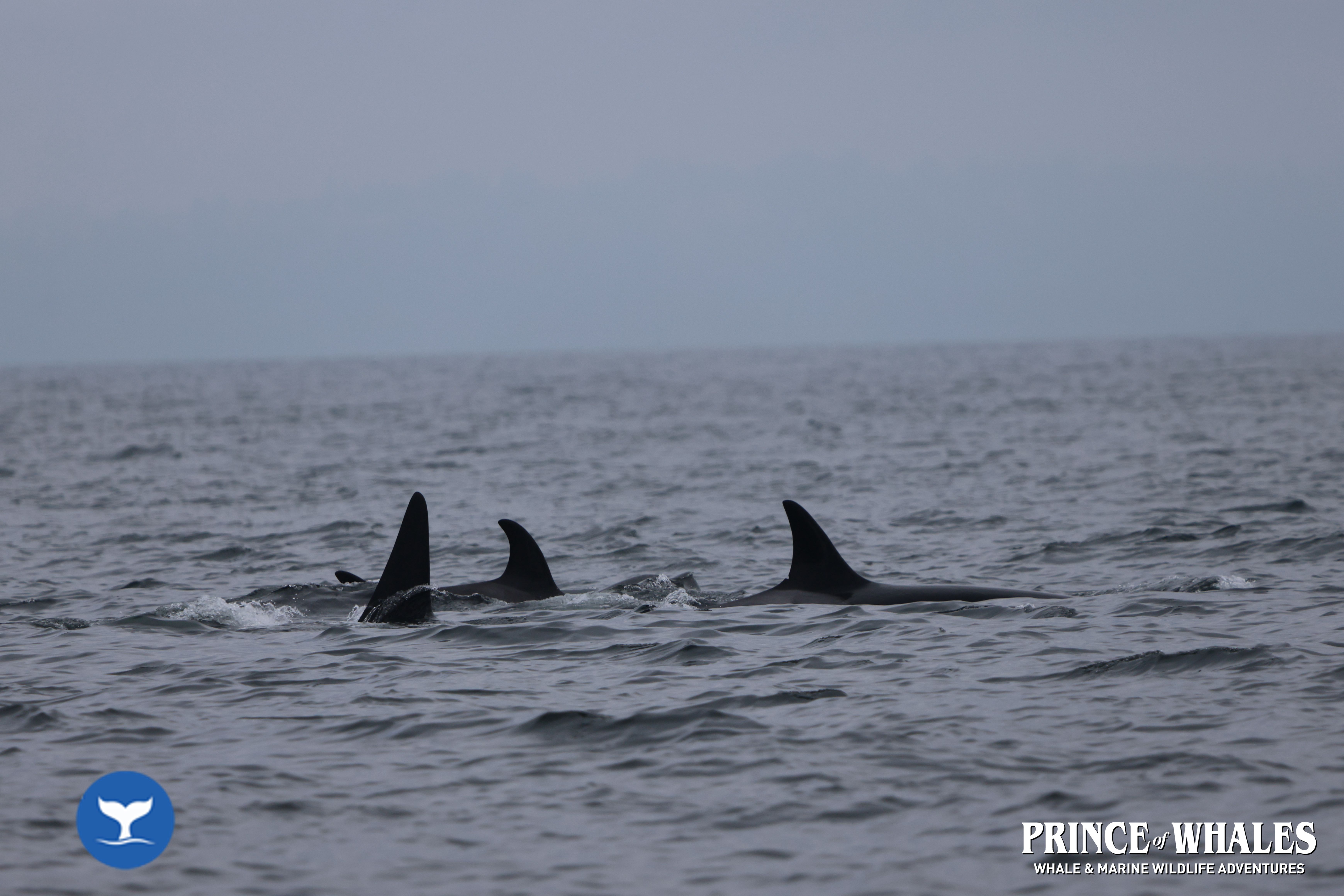 Shots of orca Whales taken at sea