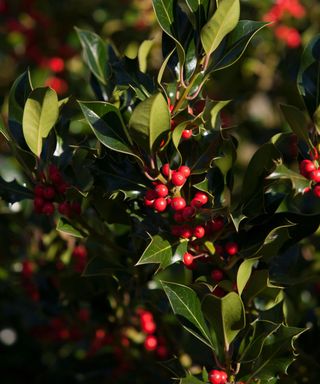A dense holly bush with green spiked leaves and bright red berries
