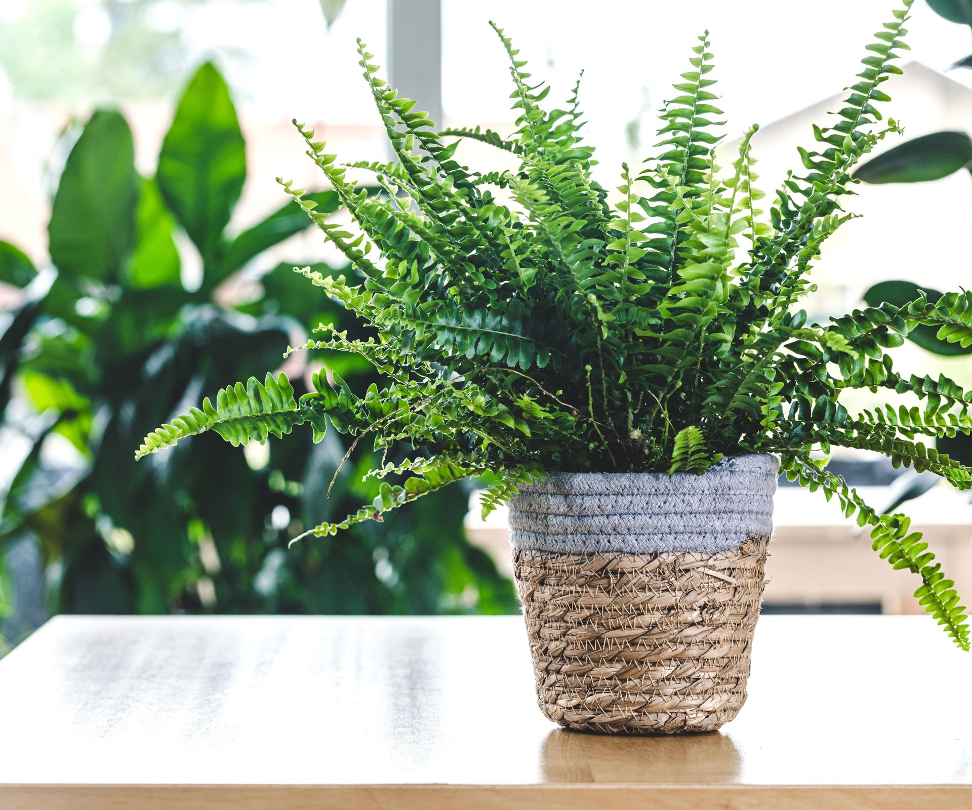 Boston fern plant in rattan container on worktop with other houseplants in background