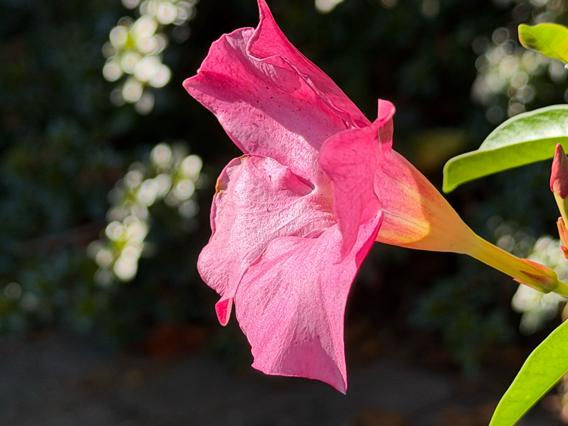 Apple iPhone 17 Pro Max REVIEW photo samples