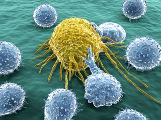 lymphocytes in the lymphatic system 