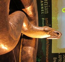 A recreation of a gigantic snake is displayed in Grand Central. 