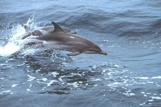 two clymene's dolphins