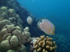 A great butterfly fish, global warming