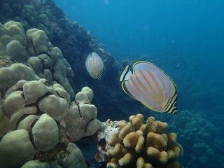 A great butterfly fish, global warming