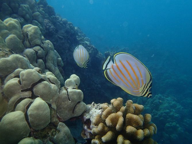 A great butterfly fish, global warming