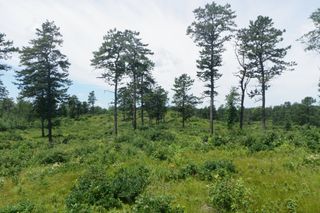 The pine barrens of the Albany Pine Bush Preserve.