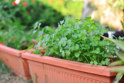 How to grow coriander