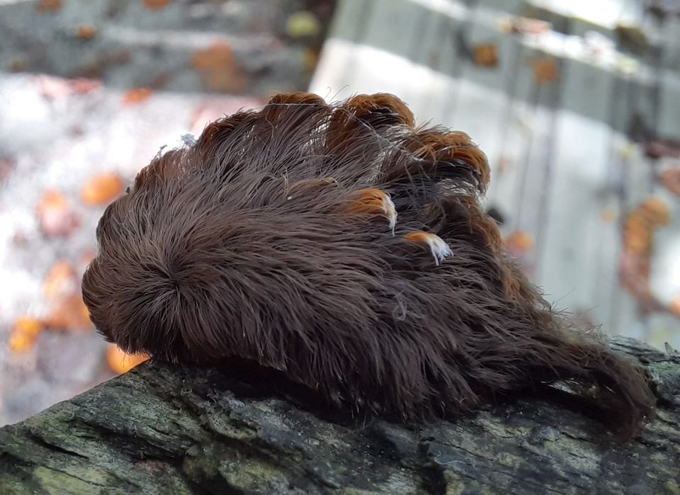 Weird venomous caterpillars that look like walking toupÃ©es are invading Virginia - Live Science