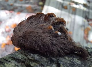 This pus caterpillar looks like a harmless little toupee but it's way more dangerous than that.