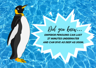 a graphic with a penguin and a fun fact for kids