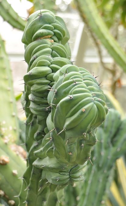 Mutated Crested Succulent Plant