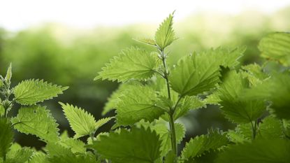 Stinging nettle benefits: good to eat and good for wildlife | Homes ...