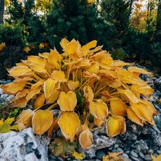 Yellow hosta in the garden