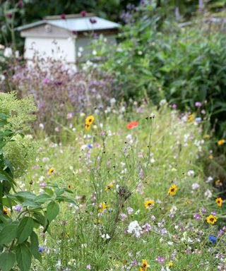 wildflower meadow at Chelsea flower show 2021