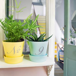 yellow and blue plant pots on white shelf
