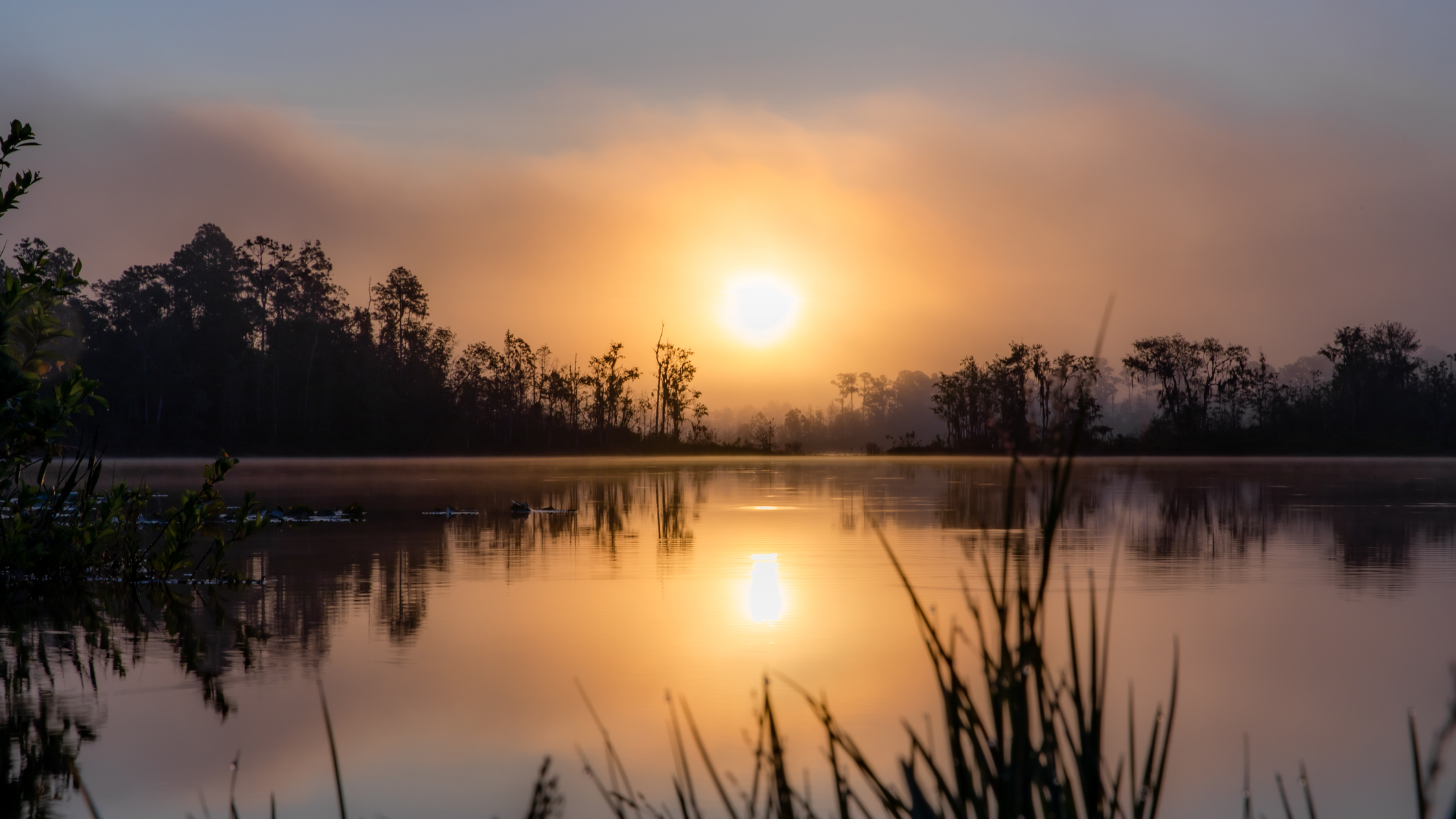 Ocala National Forest, Florida, US