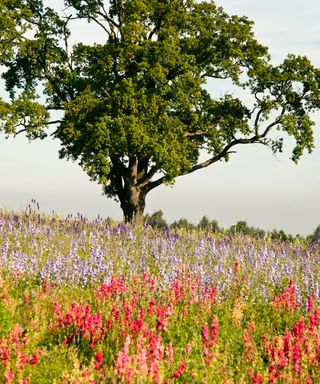 A field of pink, red and purple delphiniums with a large tree in the background