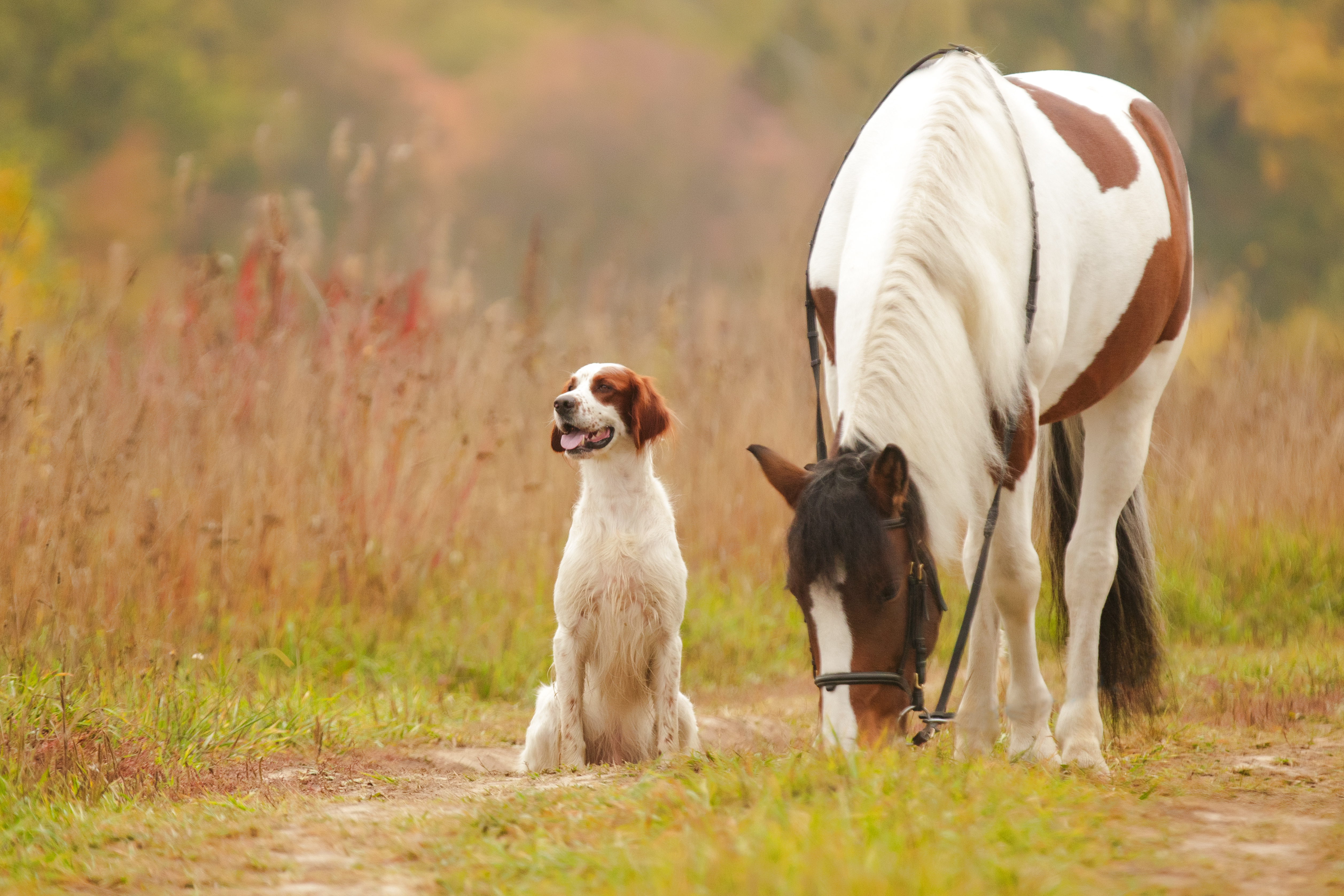 An Irish Red and White Setter sitting beside a brown-and-white horse in a meadow during autumn, surrounded by golden grass and soft morning light.