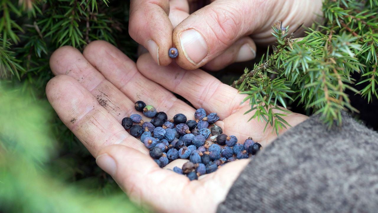 juniper berries being hand-picked